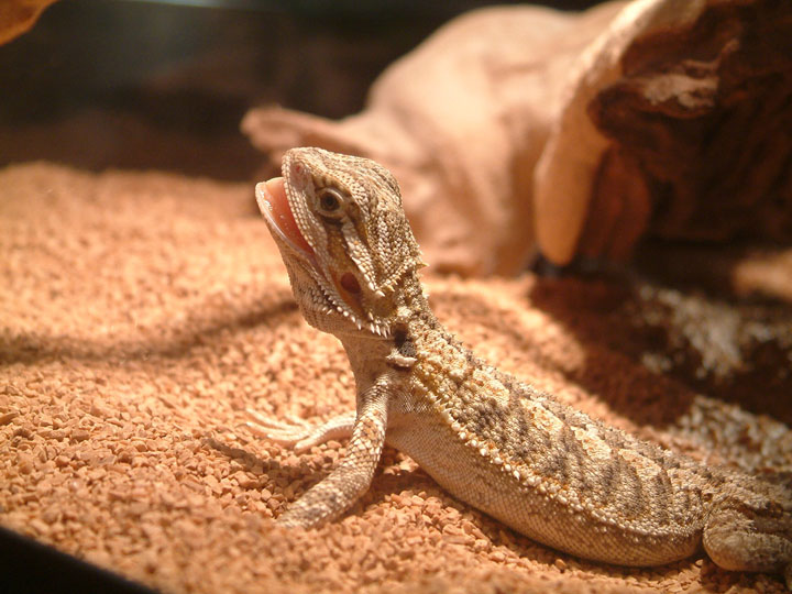 Baby Lizzy