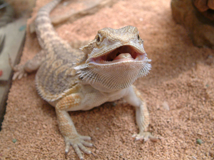 Lizzy smilin'