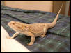Lizzy's getting big