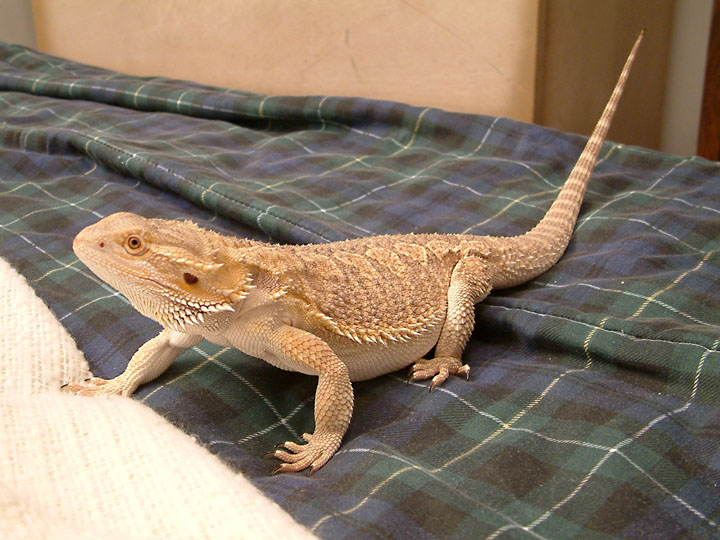 Lizzy's getting big