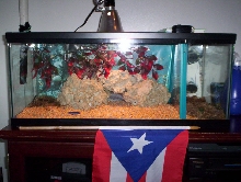 My TARANTULAS TANK SETUP
