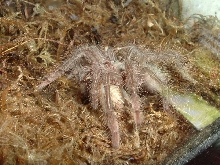 Goliath Birdeater sling feeding