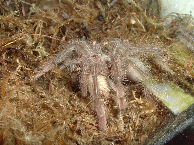 Goliath Birdeater sling feeding