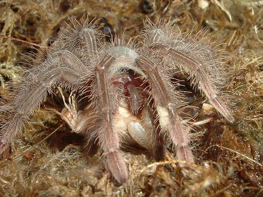 Goliath birdeater sling feeding #2