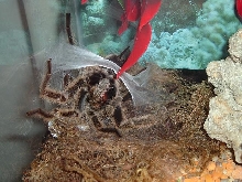 Male Rose Hair Sperm Web