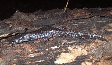 Blue-Spotted Salamander