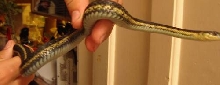 Butler's Garter Snake? ID Help Please