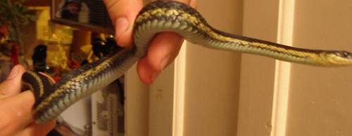 Butler's Garter Snake? ID Help Please