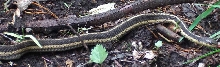 Butler's Garter Snake? ID Help Please (III)