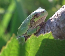 Newly Metamorphosised Gray Tree Frog