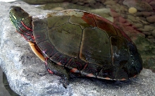 Midland Painted Turtle