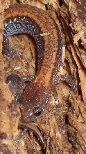 Redback Salamander