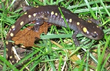 Spotted Salamander