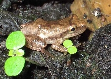 Tiny Spring Peeper