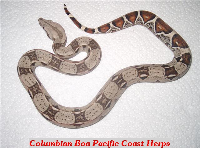 Columbian
