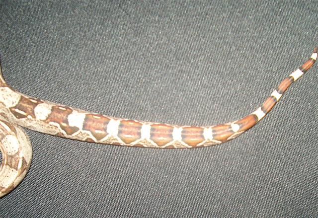 red tail only