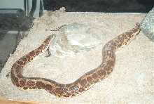 sand boa mom