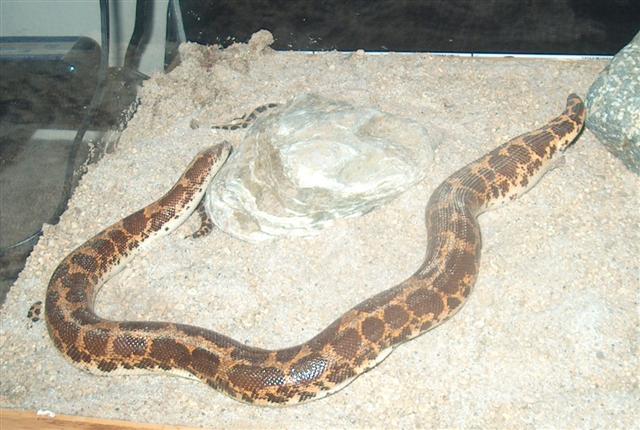 sand boa mom