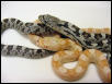 Albino and het spiloides