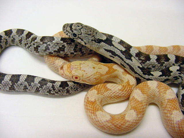 Albino and het spiloides