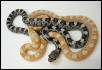 Albino and het spiloides #2