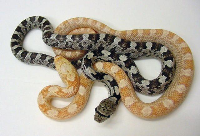 Albino and het spiloides #2