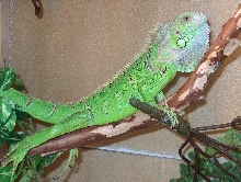 Elvis