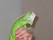 Elvis