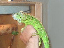 Elvis