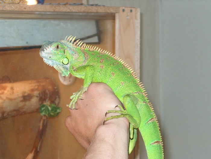 Elvis