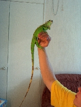 Elvis