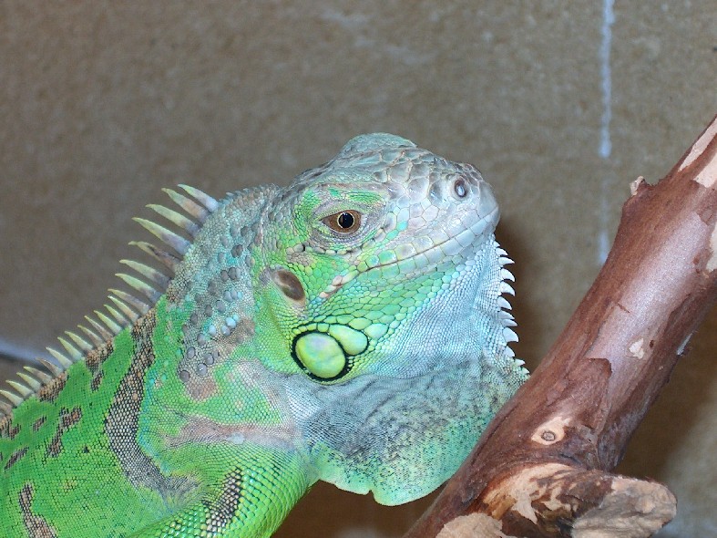 Elvis