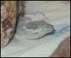 Little Guy's First Pic