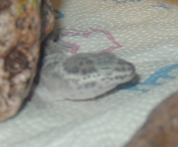 Little Guy's First Pic