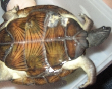 shell rot