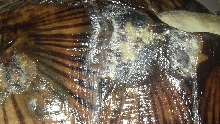 shell rotting