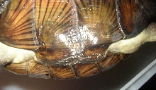shell problems
