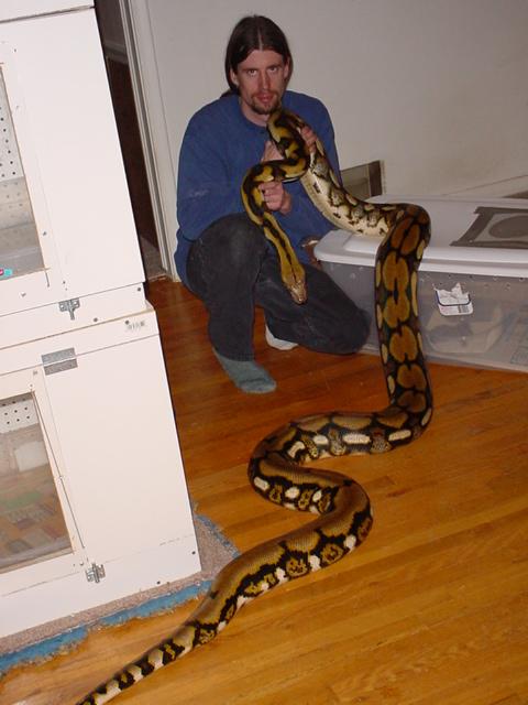 Female Tiger Retic-13 ft. 21 mos. old