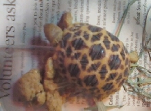 Burmese Star Tortoise