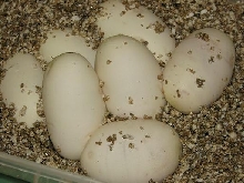 Eggs2