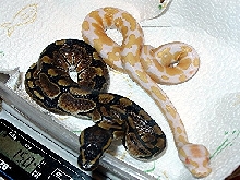 Albino / Het. Albino Ball Python