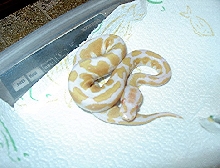 04 Male Albino