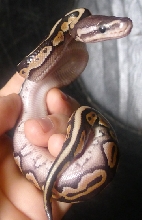 desert cinny 3