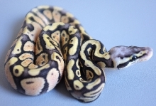 super pastel
