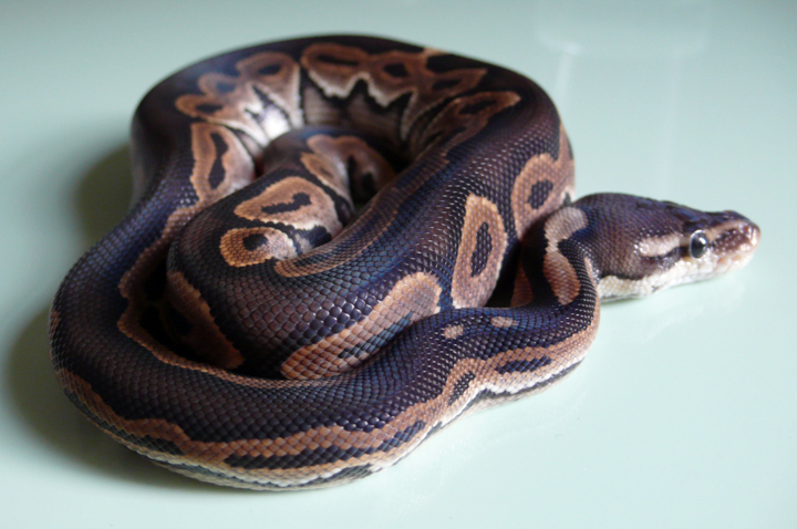 black back cinnamon