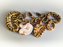 enchixpiedgroup