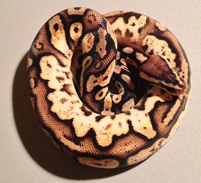 calico pastel