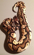 calico pastel