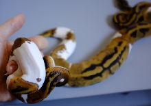 pied1