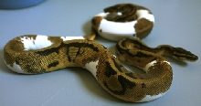 pied2